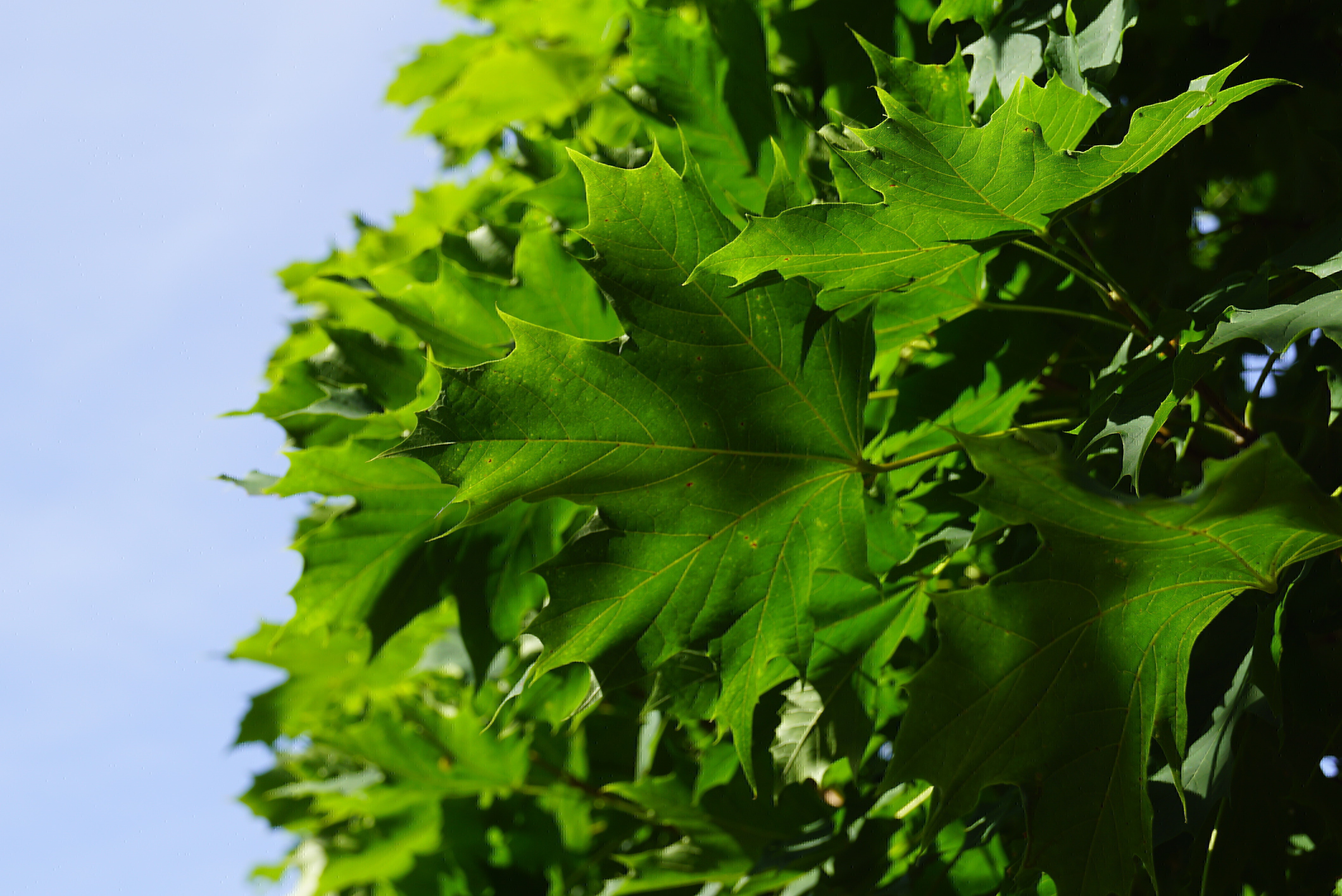 Acer platanoides 'Columnare' (5)